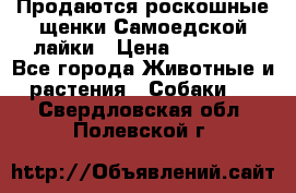 Продаются роскошные щенки Самоедской лайки › Цена ­ 40 000 - Все города Животные и растения » Собаки   . Свердловская обл.,Полевской г.